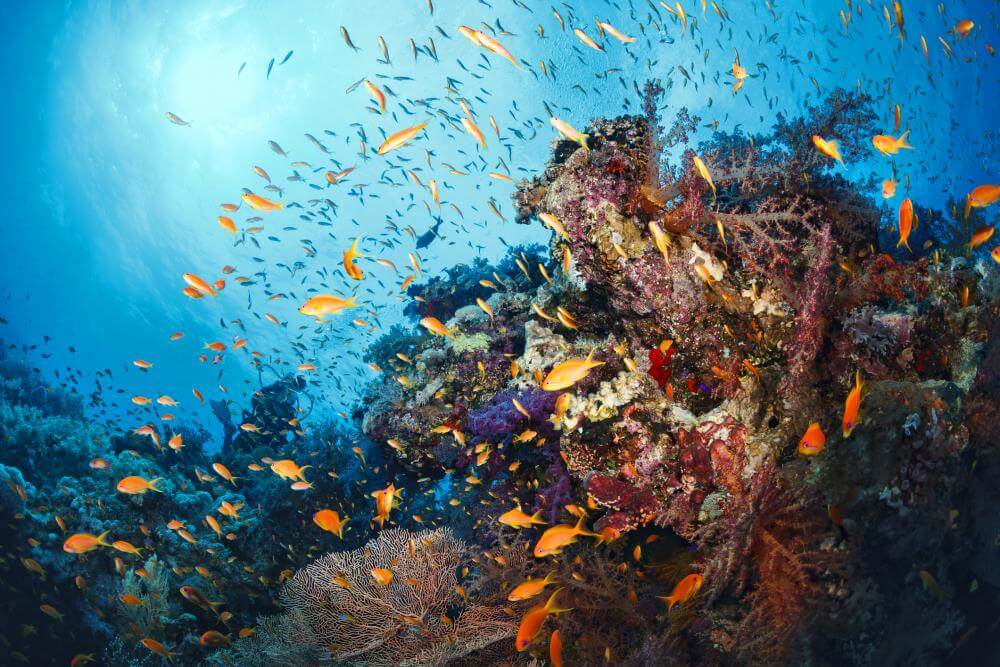 Insurance for ecosystems | ITIJ