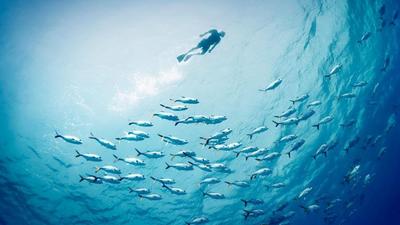 The life aquatic