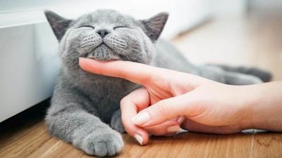 Pet insurance popular in Japan