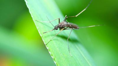 Chikungunya confirmed in France
