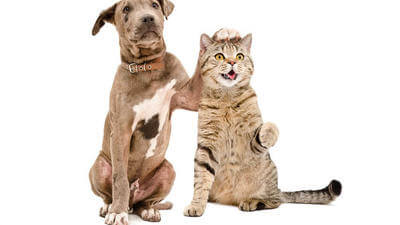 Southern Cross releases bizarre pet data