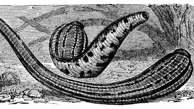 Leeches