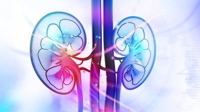 Kidneys