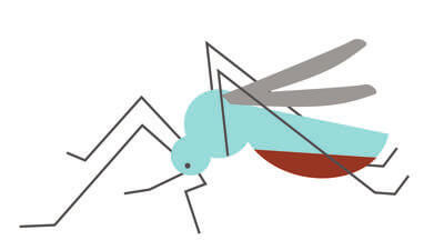 Bug