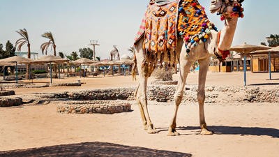 A camel in Saudi Arabia