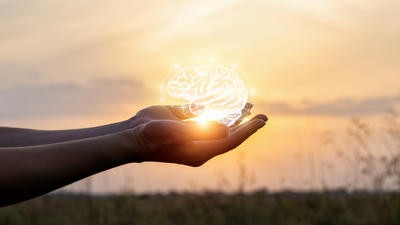Hands holding a brain