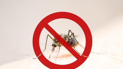 No mosquito sign