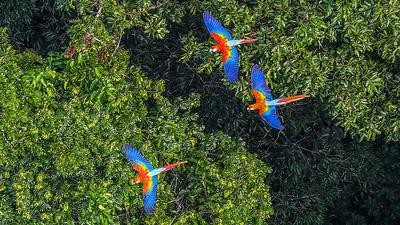 Macawa fly over the Amazon Rainforest