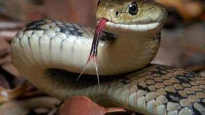 Beware of the snake