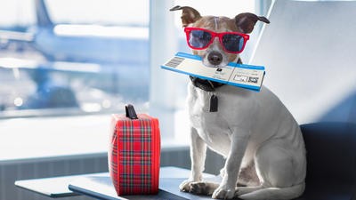 A dog getting ready for its flight