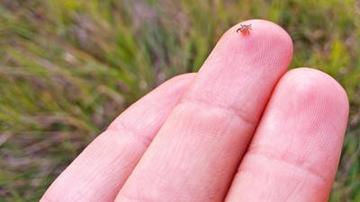 A tick