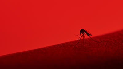 Mosquitoes are horrible