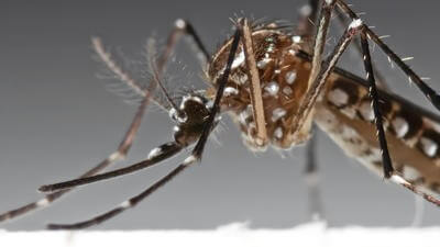 mosquito