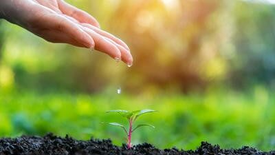 Green shoots