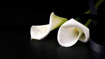 Lily