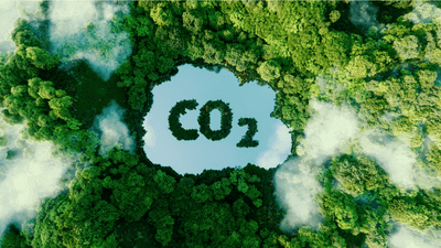 birds eye view of trees