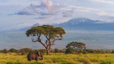 african elephant