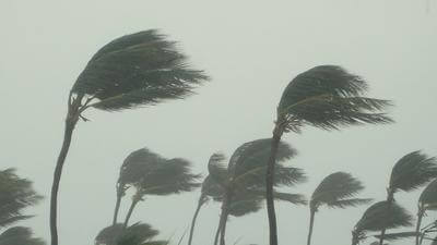 Palm trees in storm
