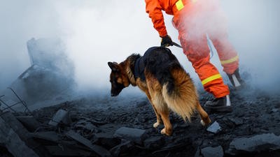 Rescue workers and dog