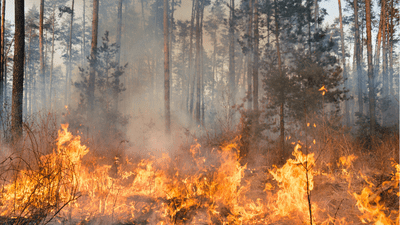 France deploys firefighting aircraft as wildfire disrupts Paris travel links