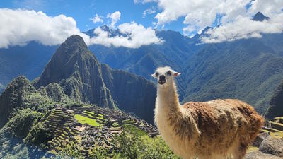 Peru macchu picchu and llama