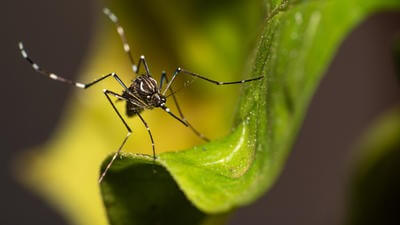 Invasive mosquito UK 1327500051
