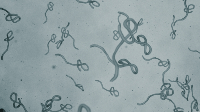 Ebola patient medically evacuated from Nigeria to Switzerland 