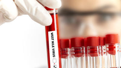 Record West Nile virus infections raise travel risk across Europe