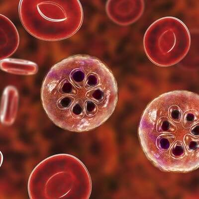 Malaria-infected blood cells