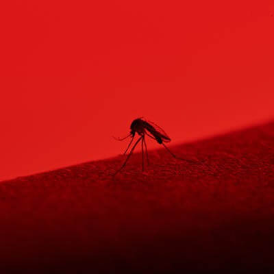 Mosquitoes are horrible