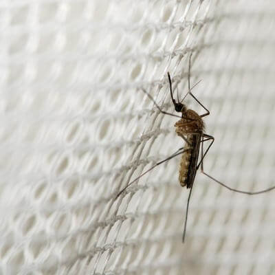 Malaria mosquito