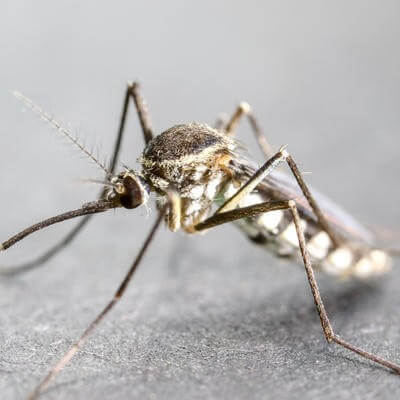 Covid-19 disruptions could derail malaria control efforts