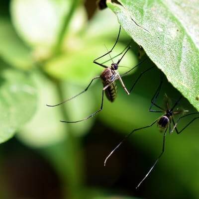 mosquitoes travel health risk