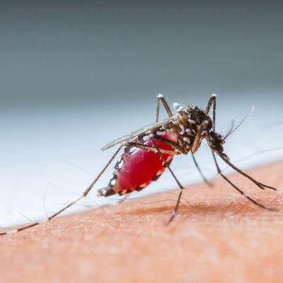 Malaria mosquito
