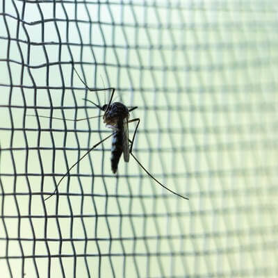 Malaria mosquito on net