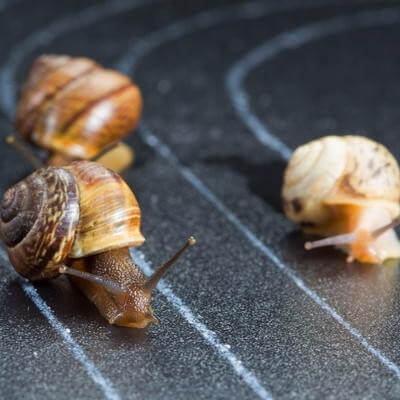 Snail race