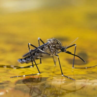 mosquito on water