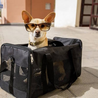 travel dog