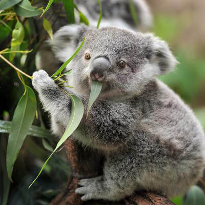 Koala