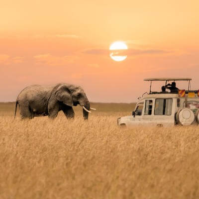 safari GettyImages-1416834065