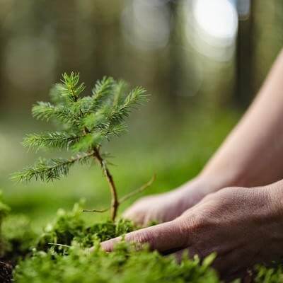 Tree planting 1466653322