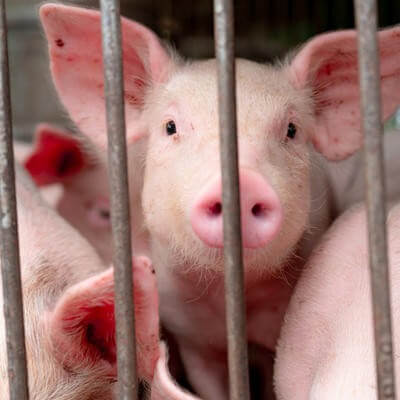 swine flu GettyImages-1168865437