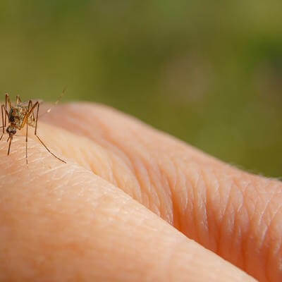 mosquito GettyImages-1224822753