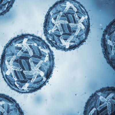 Image of cells under microscope: Dengue fever