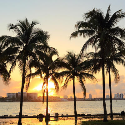 Image of palm trees and sunset in Florida's city of Miami Beach
