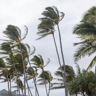 Hurricane Caribbean palm trees 