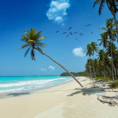 Beach with palm trees