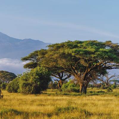 Kenya landscape