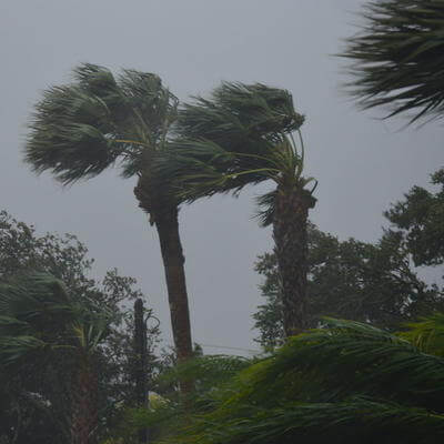 Florida hurricane, palm trees in strong wind