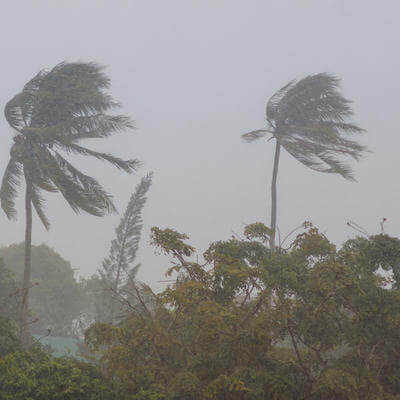Palm trees in a storm 
